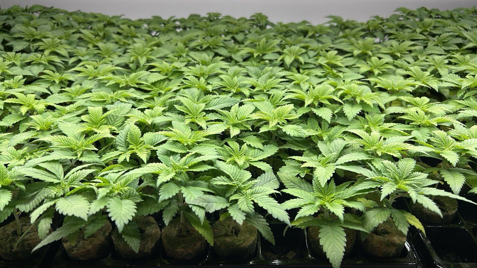 SunPro Seed Protocol pro silné sazenice