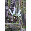 306308 Haba Konstrukcna sada Lesne zvierata Terra Kids 02 2