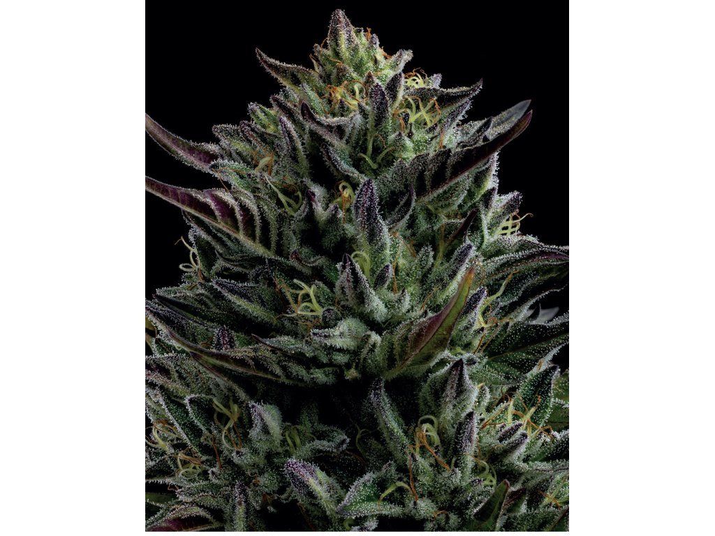 Humboldt Seed Company California Octane — produktová fotografie dodavatele