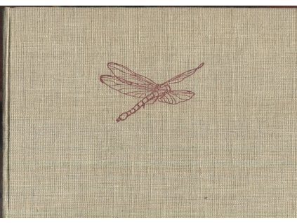 Kytička z náčrtníku