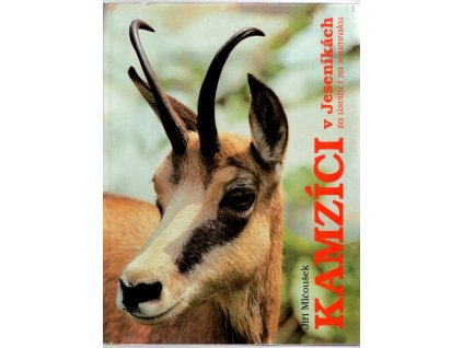 Kamzíci v Jeseníkách: za úsvitu i za soumraku