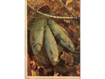 Rybářství - časopis Českého rybářského svazu - Ročník 1985 - Čísla 1-12