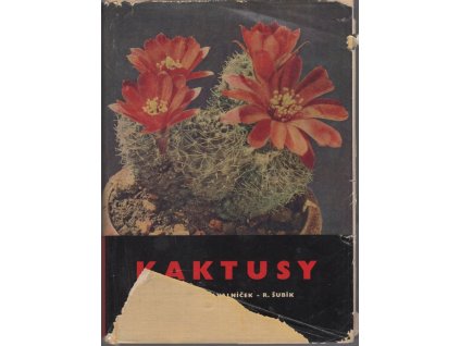 Kaktusy, František Pažout, 1965