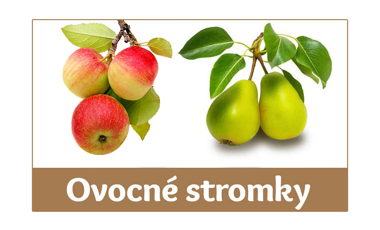 Ovocne Stromky Online (tmavě červená, červená šťavnatá, Středně raná) Ovocne Stromky Online