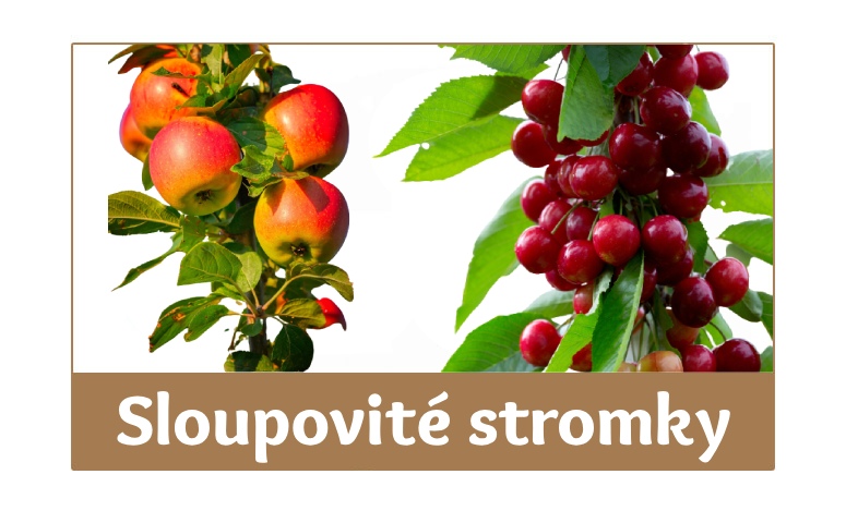 Ovocne Stromky Ostrava (ovocných stromků, odrůda chutnými, odrůda velkými, chutnými plody, kvalitní odrůda) Ovocne Stromky Ostrava