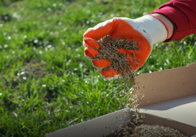 Trávníkový program