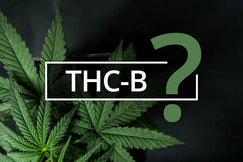 Vše co jste chtěli vědět o THC-B
