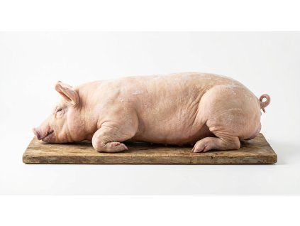 prasiatko na pecenie mrazene 21 26kg