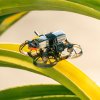 18989 fpv drone newbeedrone acrobee75 hd o4 pusher bnf elrs 2 4g
