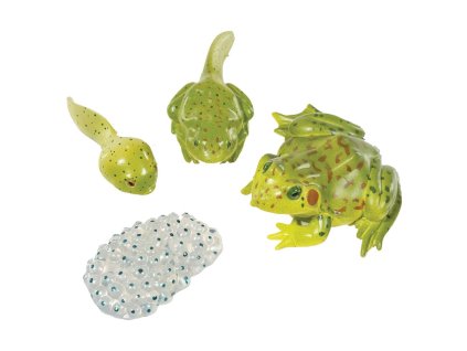 938 zivotni cyklus zaba