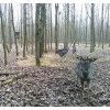 bunaty fotopast mini