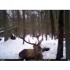 bunaty full HD GSM ve dne