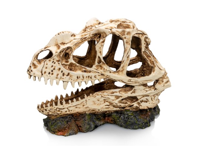 GiganTerra Lebka Carnotaurus (3)