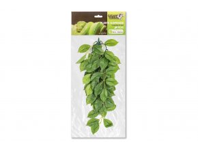 GiganTerra Závěsná rostlina Ficus 45 cm (1)