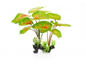 GiganTerra Rostlina Caladium 30 cm (7)