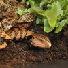 Habistat Jungle Bio Substrate (2)
