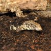 Habistat Jungle Bio Substrate (3)