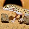 Habistat Leopard Gecko Bedding (6)
