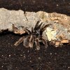 Habistat Spider Bedding (4)