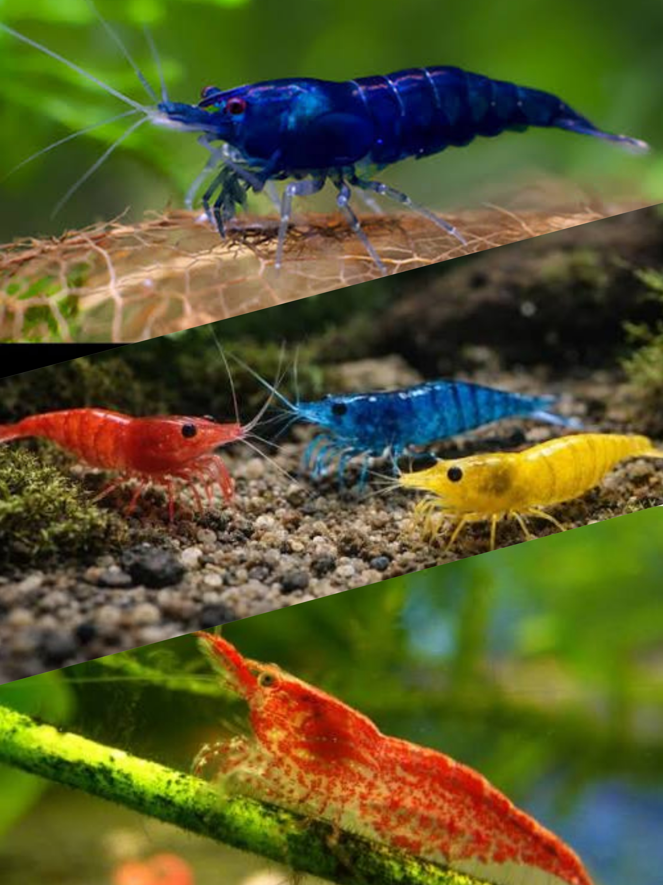 Exotické ptactvo & akvaristika
