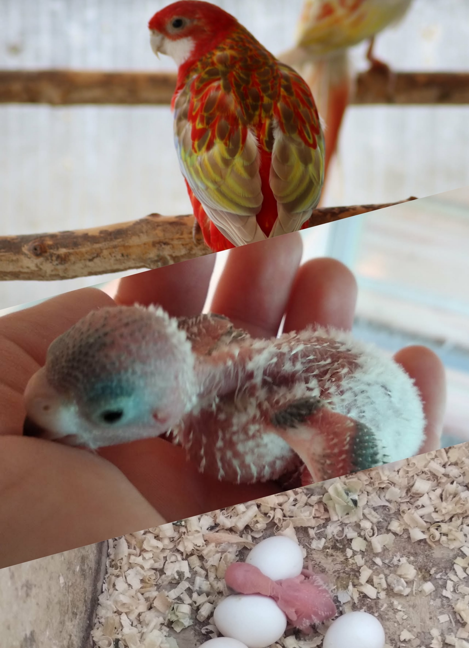 Exotické ptactvo & akvaristika