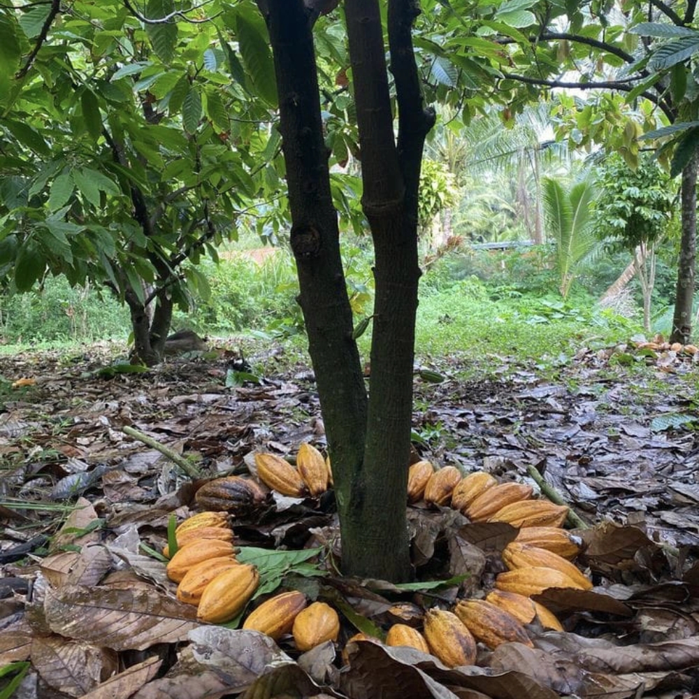 Úvod do sveta kakaa. Objav tajomstvo prírodného pokladu s tisícročnou históriou.