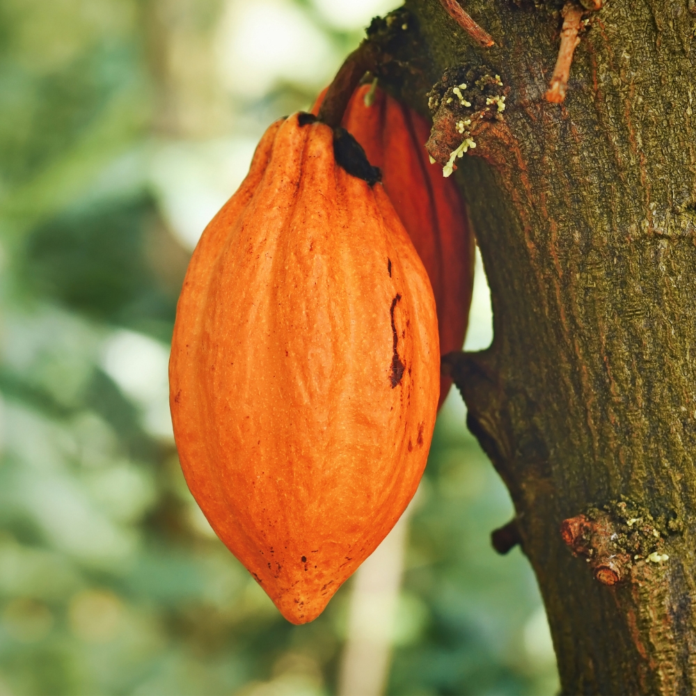 Kakaové odrody a unikátne postavenie kakaa chuncho medzi nimi