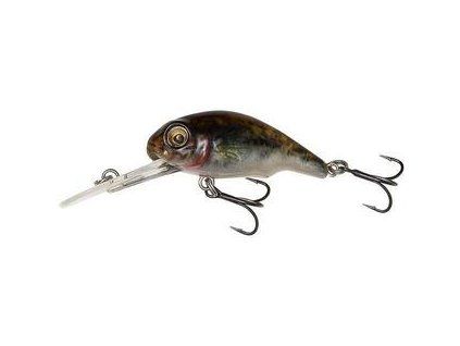 Goby Goby