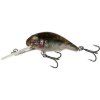 Goby Goby