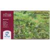 Van Gogh Set of Oil Pastels pcs
