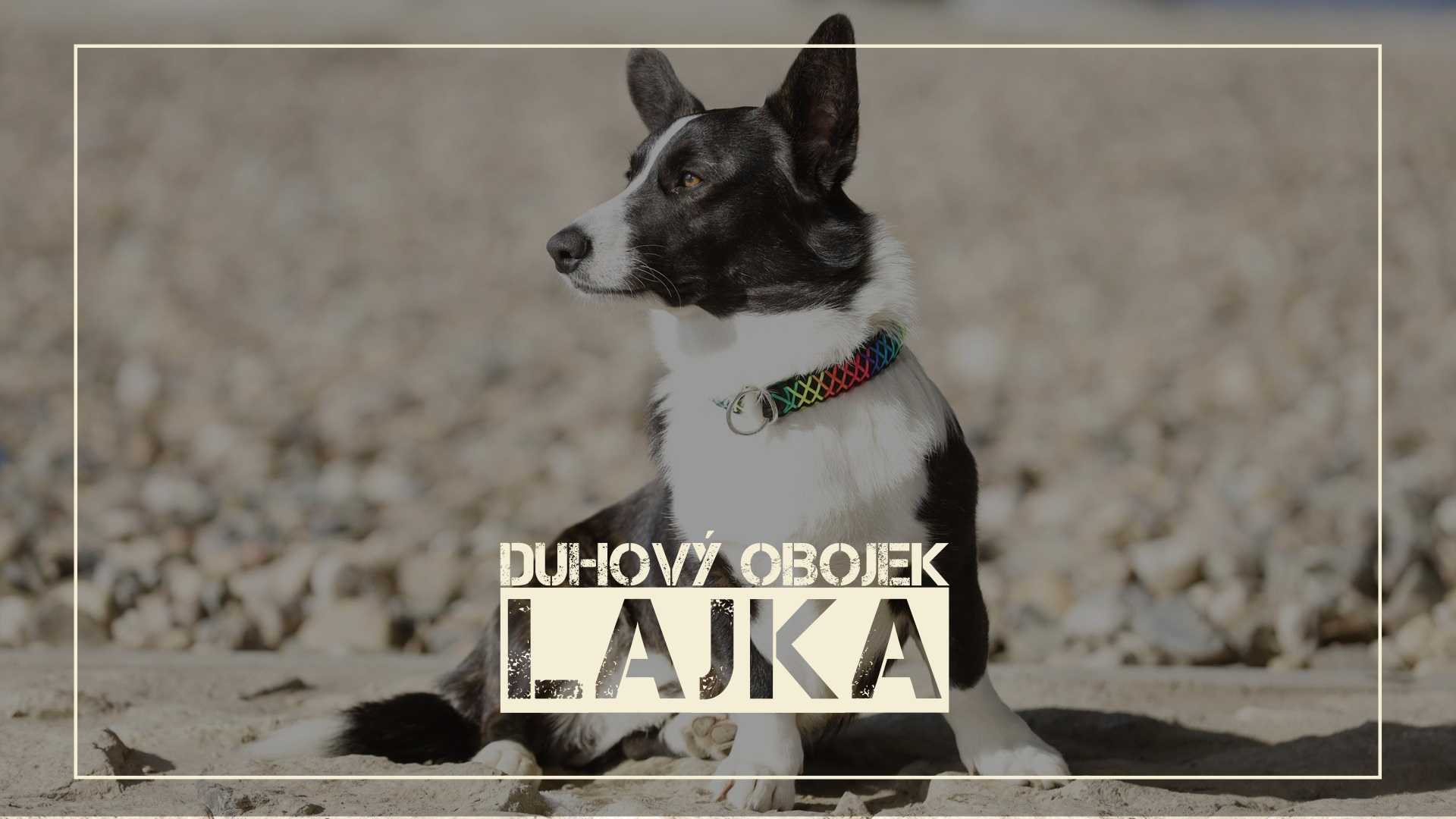 Paracord obojek Lajka duhový