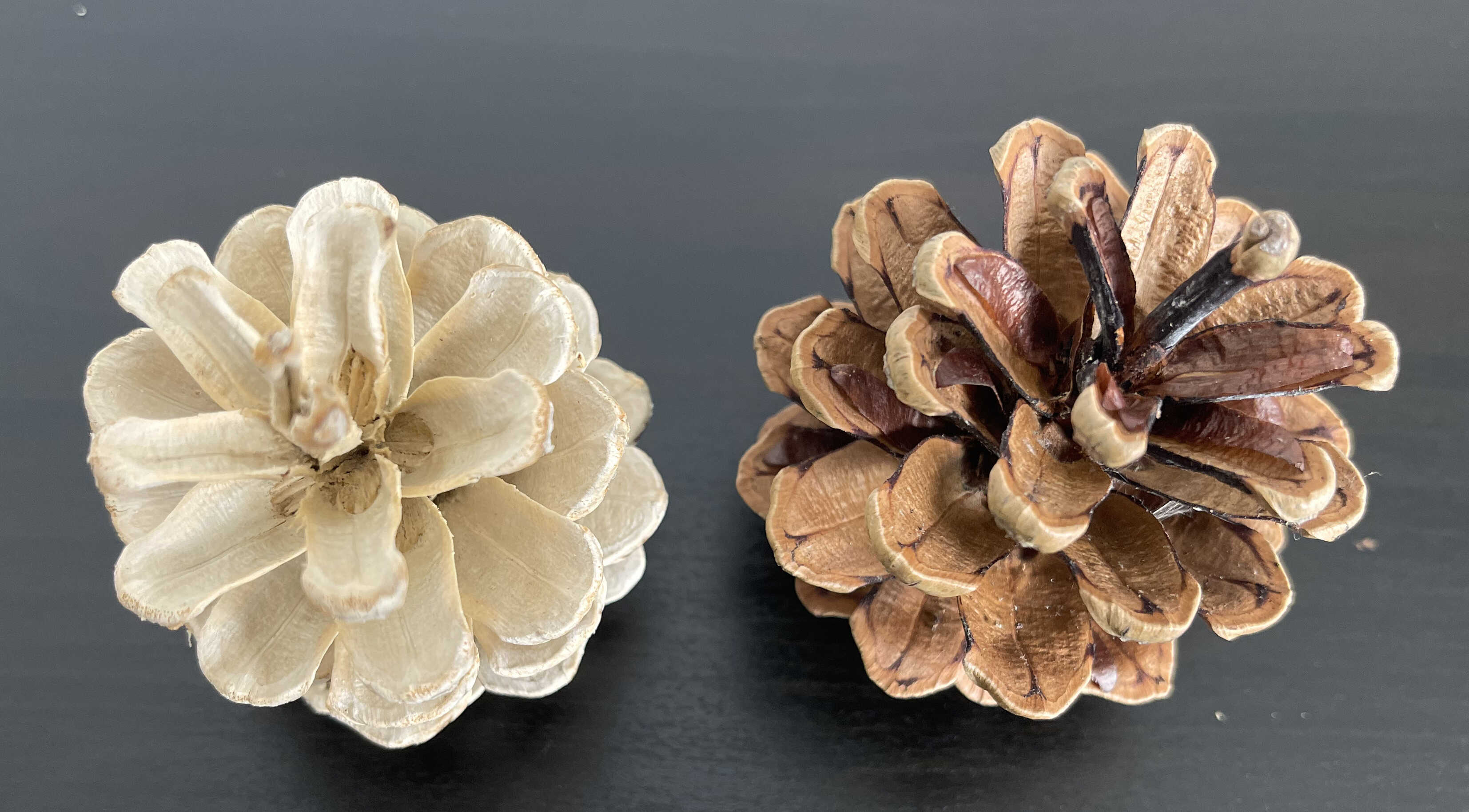 Jak vybělit šišky