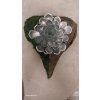 Echeveria elegans mech srdce