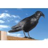 PIGEON REPELLER - RAVEN, 40X13X20CM