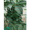 BIRD NET 4X5M, MESH 2X2CM, POLYETHYLENE