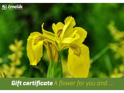 Certificate A flower for you...