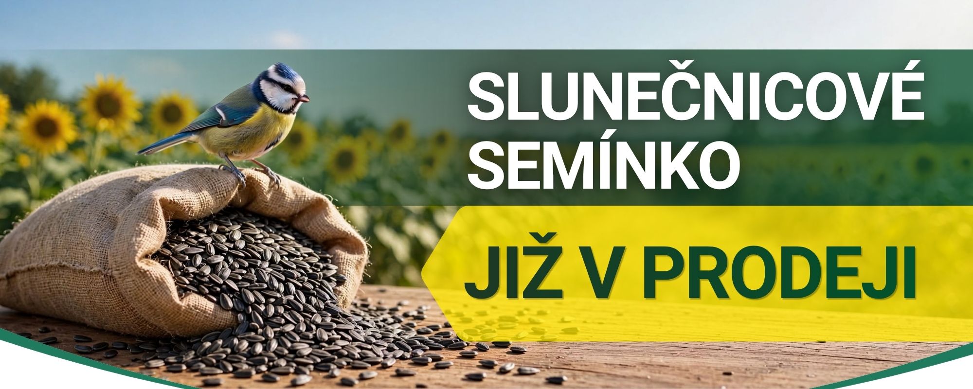Slunečnice
