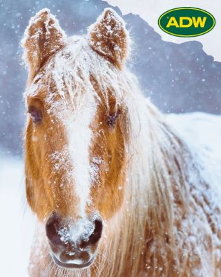 Sychravé počasí a výkyvy teplot dávají koním zabrat. 🌧️❄️🐴 Zima v našich zeměpisných šířkách může být blátivá a deštivá,...