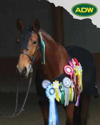 Také už netrpělivě vyhlížíte novou jezdeckou sezónu? 🐎 My ano - a těšíme se na všechny další úspěchy našich sponzorovaných...