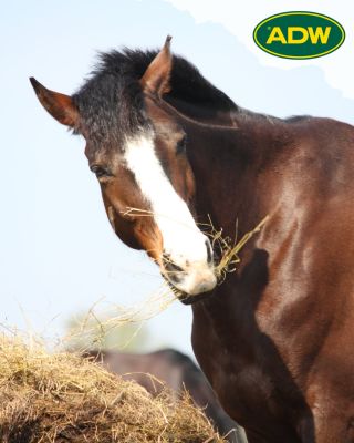 Vláknina není jen doplněk - je to základ! 🌾🐴 Vláknina je základním stavebním kamenem krmné dávky koně a její význam je...