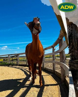 🐴😁 Úsměv, prosím - naše druhá dubnová výherkyně @alcasolcova nám napsala krásnou recenzi na Instagramu: "Krmiva ADW krmím...