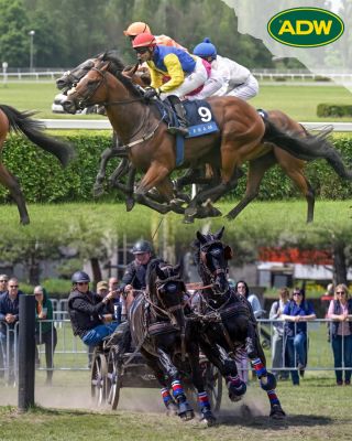 Sezóna je v plném proudu a uplynulý víkend byl pro nás opravdu nabitý! 🐎🔥 V Pardubicích se v sobotu běžela Cena za podpory...