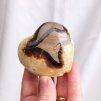 Ručně broušené srdíčko septárie (kalcit, aragonit, chalcedon) č.4