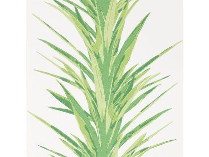 YUCCA216649
