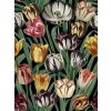 WP 20178 Tulipa