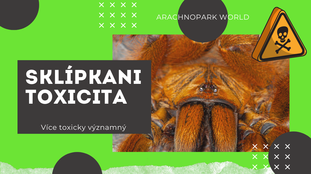 Je sklípkan jedovatý? (2. část)