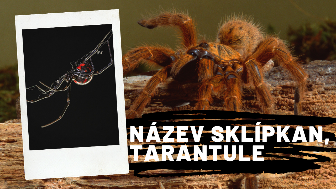 Sklípkan, Tarantule, Černá vdova