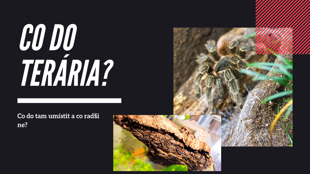 Vybavení terária pro sklípkany