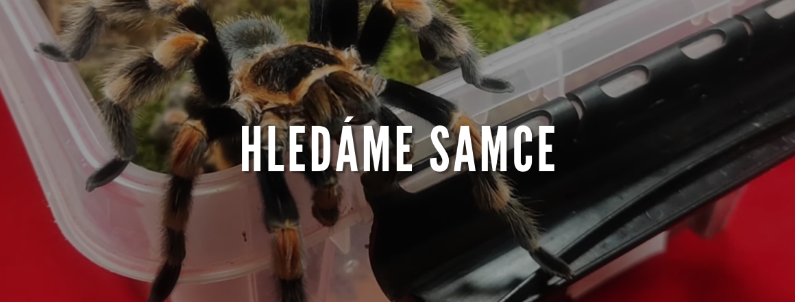 Hledáme samce sklípkanů
