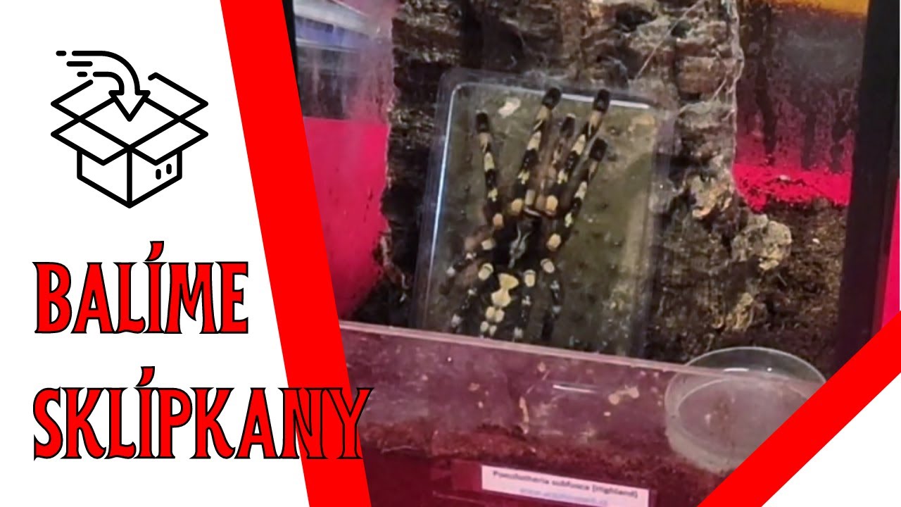 Jak balíme sklípkany?